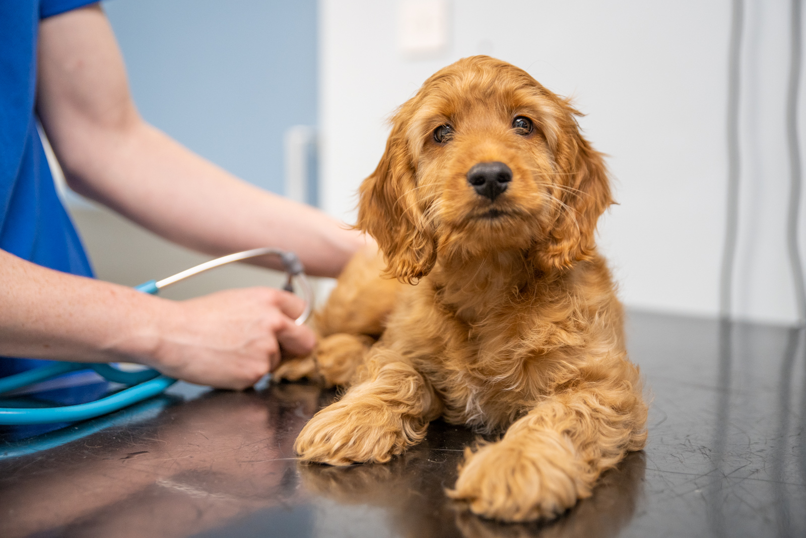 A fluffy brown puppy sits on a stainless steel table in a veterinary clinic, looking curiously at the camera. A veterinarian, partially visible, holds a stethoscope, preparing to examine the dog. The background shows a blue wall.