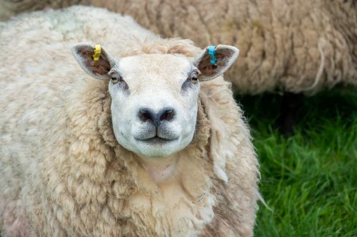 FVSW (Web)-97 12 Close-up of a sheep with a thick woolly coat standing on grass. The sheep has colored tags on its ears, yellow on the left and blue on the right, and is looking directly at the camera. Other sheep are partially visible in the background.