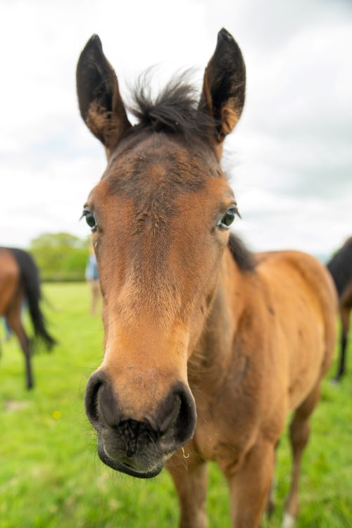 imgonline-com-ua-dexifwyWCR83TWotQ Close-up of a young brown foal with a fuzzy mane and alert ears, standing in a grassy field with other horses visible in the background. The sky is partly cloudy.