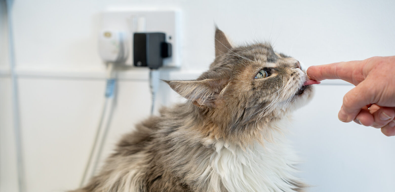 A fluffy gray and white cat licks a persons finger. The cat is looking upwards, and there is a white wall socket with cables in the background.