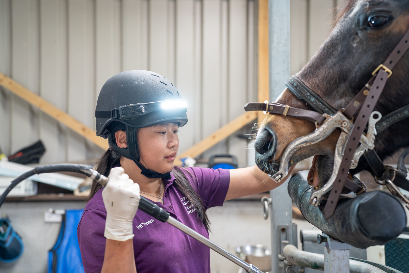 Bodrwnsiwn (Web) 167 A person wearing a purple shirt and a helmet examines a horses teeth. They are wearing white gloves and gently holding the horses mouth open, focusing intently on the task. The background is a stable setting.