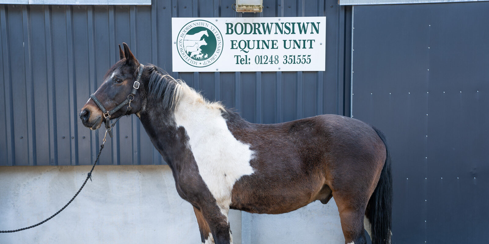 A brown and white horse stands outside a building with a sign that reads Bodrwnsiwn Equine Unit and a phone number. The horse is held by a rope, and the building has a dark exterior.