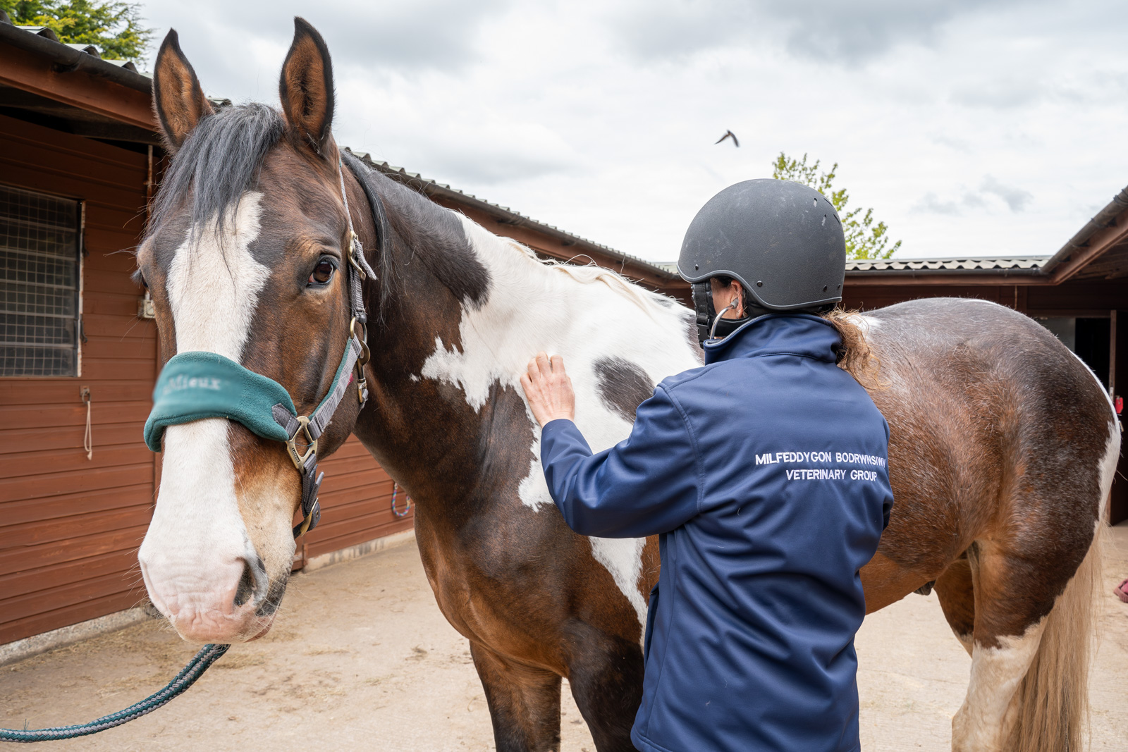 A veterinarian examines a large horse with a white and brown coat outside a stable. The vet, wearing a helmet and a jacket with Milford-on-Borough Veterinary Group printed on it, is gently placing electrodes on the horses back.