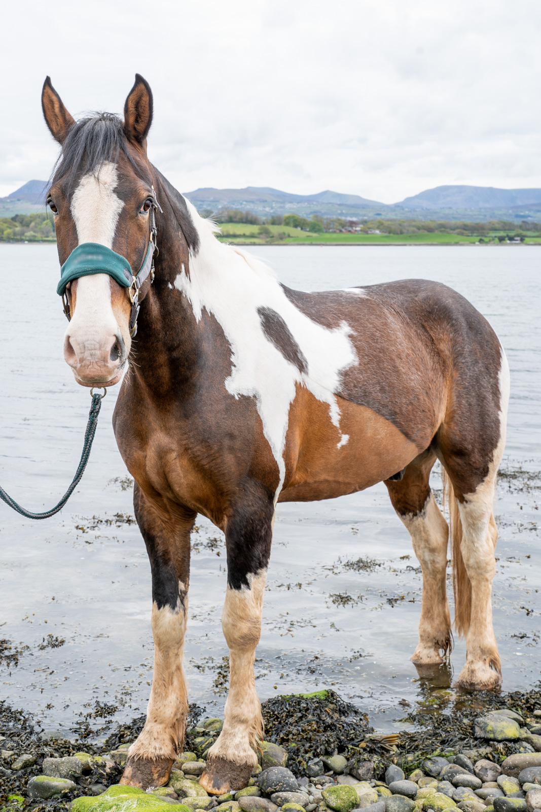 Bodrwnsiwn (Web) 291 A brown and white horse stands on a rocky shoreline, wearing a green halter. The background features a calm body of water with distant mountains under a cloudy sky.