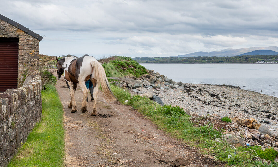 A horse with a rider walks along a dirt path by the sea. The path is bordered by a stone wall on the left and rocky shore on the right. The background features a body of water and rolling hills under a cloudy sky.